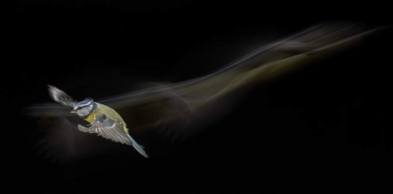 Trailblazing Bluetit- Roslyn.jpg - Trailblazing Bluetit