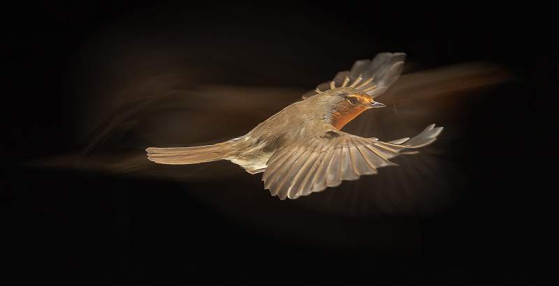 Trailblazing Robin - Roslyn.jpg