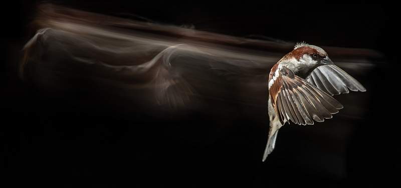 Trailblazing Sparrow - Roslyn.jpg - Trailblazing Sparrow