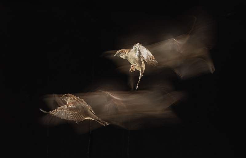 Trailblazing Sparrows - Roslyn.jpg - Trailblazing Sparrows