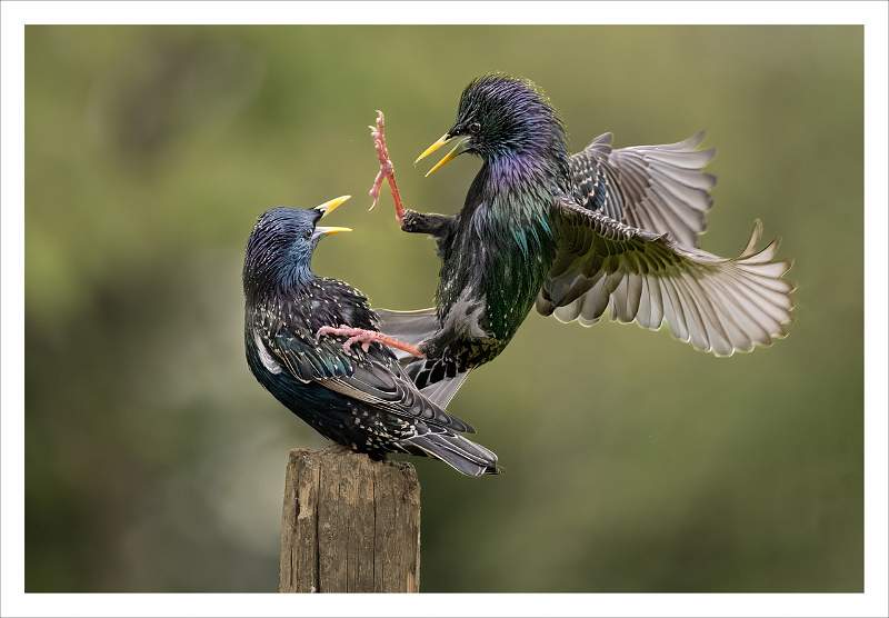 Wildflife in action 3.jpeg