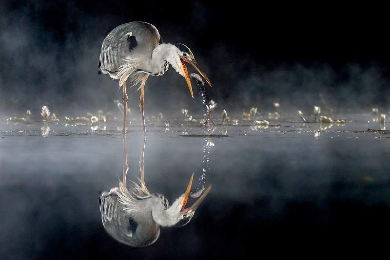 Wildlife in Action 1.jpeg