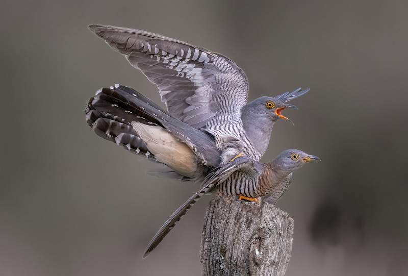 Wildlife in Action 2.jpeg