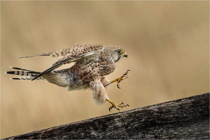 Wildlife in action 4.jpeg