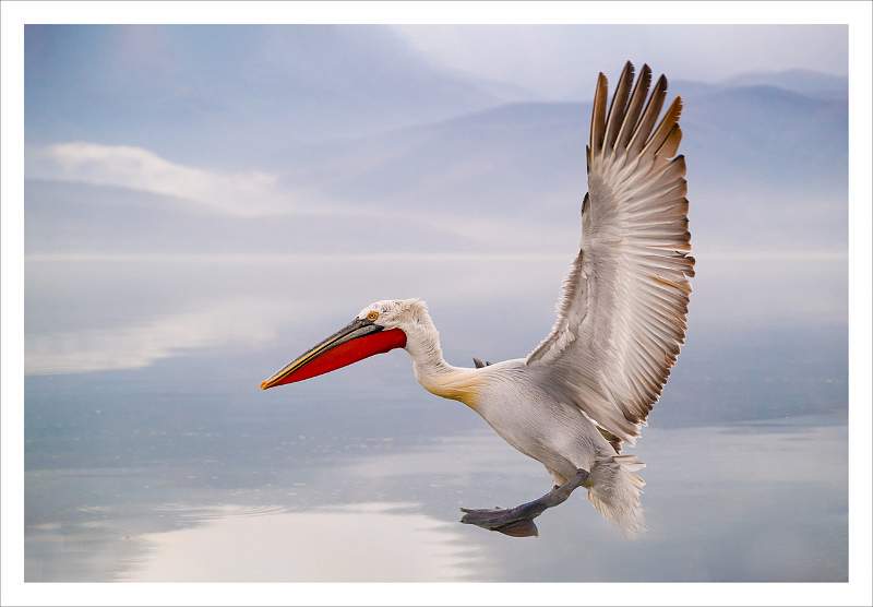 Wildlife in action 6.jpeg