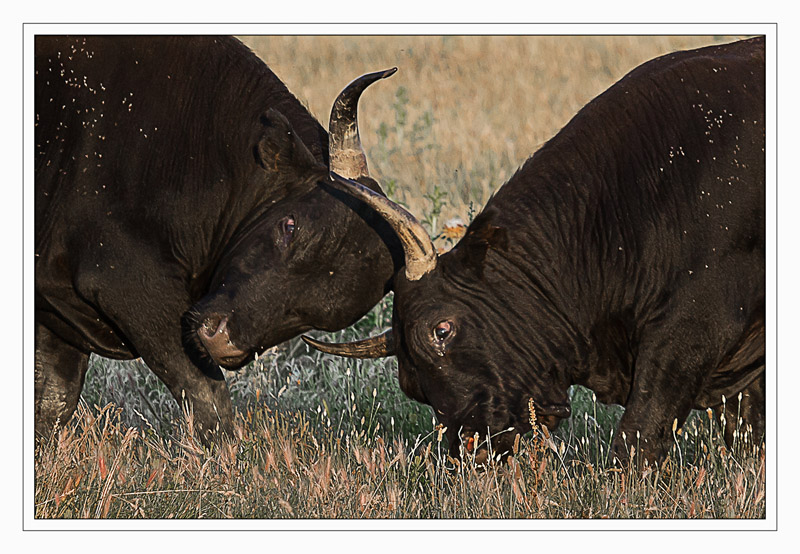 i03.jpg - PRINT_ADVANCED_OPEN