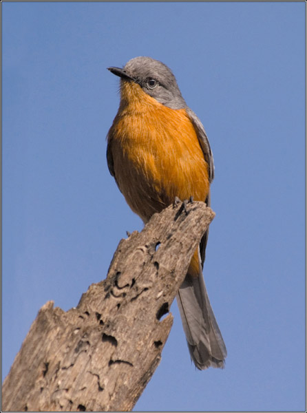 2013-P5-009.jpg - Silverbird