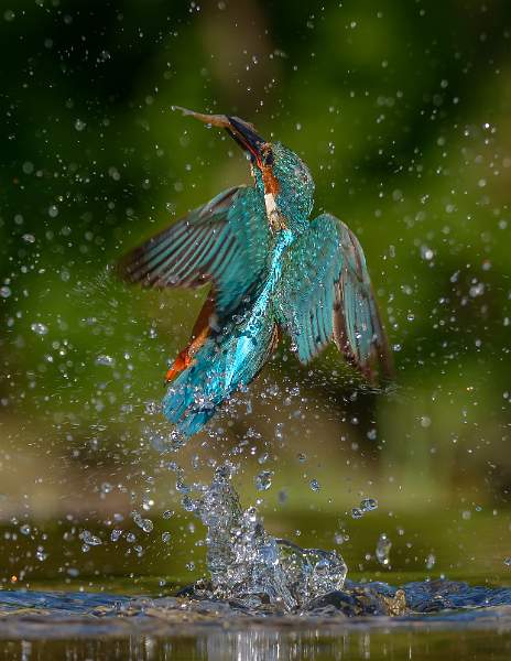 KingfisherwithCatch-StephenHarper-CurvesOpen.jpg - Curves - Open