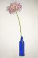 ALLIUM in a BLUE BOTTLE_David Ryland_OPEN