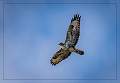 Regal Flypast, Common Buzzard_Matt Clarke_Open