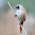 Bearded Tit with insects for chicks_Cheryl Wilkes_Open