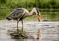 Grey Heron Tossing Fish_Cheryl Wilkes_Open