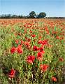 Poppy Field_Alison Hance_Open