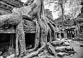 Ta Prohm_Cheryl Wilkes_set
