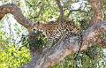 Male Leopard_Isabella Knight_Open