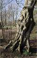 THE ANCHIENT TREE_David Ryland_open