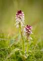 burnt tip orchid