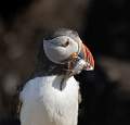 Puffin - not just sandeels dpi