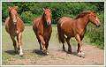 Three Suffolk Punch Horses_David Ryland_Open