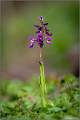 Early-Purple Orchid_Matt Clarke_Open