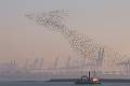 LevingtonMurmuration_BarbaraRush_open.jpg