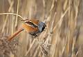 Peter Smith_Bearded Reedling with seed_Open