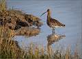 Posing Curlew_Matt Clarke_Open