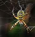 Wasp spider on the web.jpg jenny walker