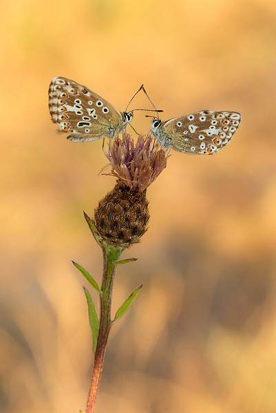 Chalkhills at Dawn_Kevin Williams_open.jpg