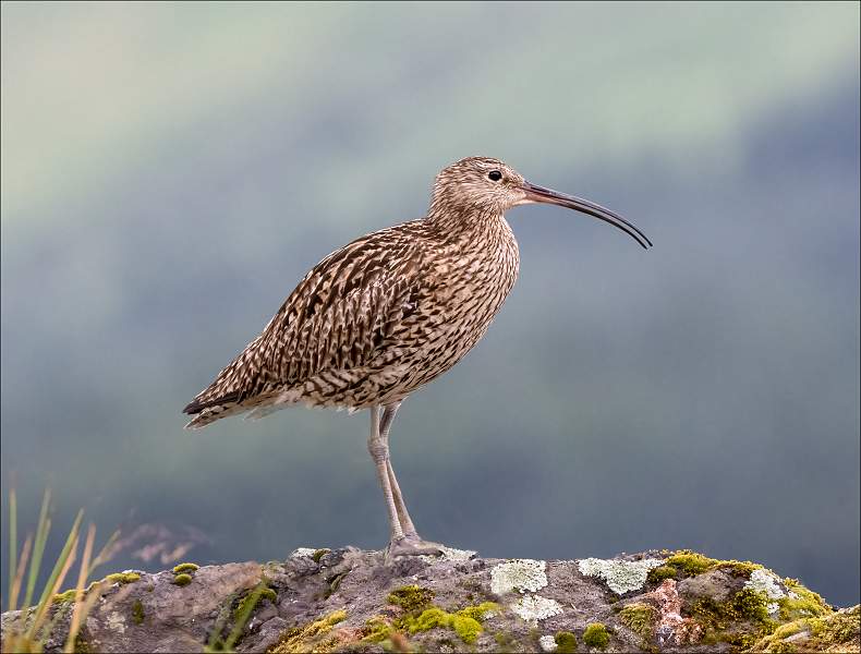 Curlew_Cheryl Wilkes_open.jpg - Print Comp 1 Open