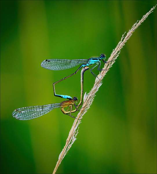 Mating Blue-Tailed Damselflies_Matt Clarke_Open.jpeg
