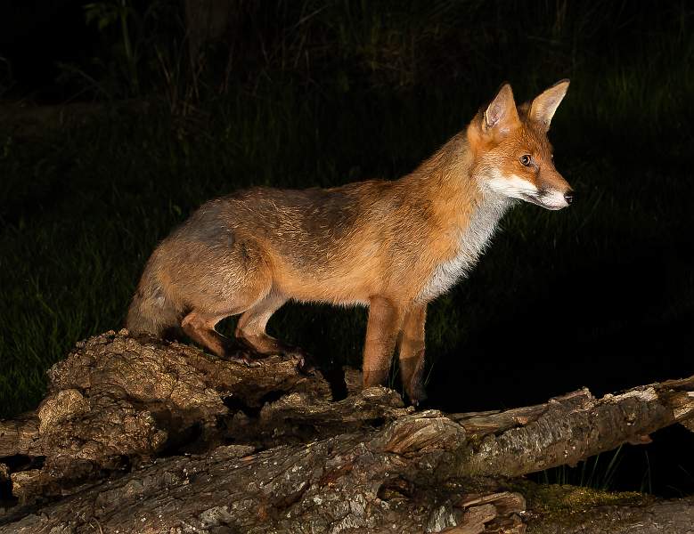 Night Fox_Martin Hancock_Open-2.jpg - Night Fox