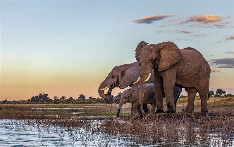 Sunset on the Chobe_Cheryl Wilkes_open.jpg - Print Comp 1 Open