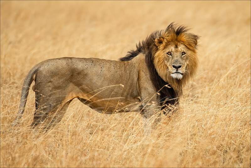 The Lion King_Cheryl Wilkes_set.jpg - Print Comp 1 Set