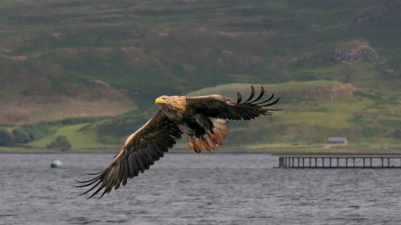 White Tailed Sea Eagle.jpg