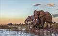 Sunset on the Chobe_Cheryl Wilkes_open
