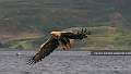 White Tailed Sea Eagle