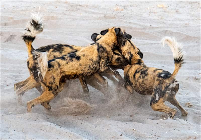 Africal Wild Dogs Fighting_Cheryl Wilkes_Set.jpg - Prints set