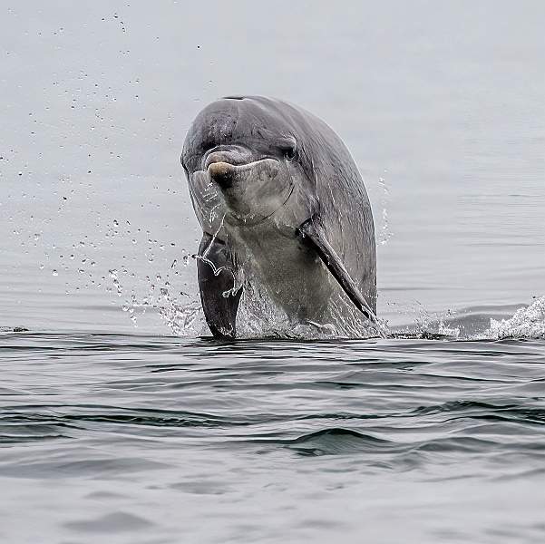 Calf Head On_Stephen Harper_Action_Open.jpg