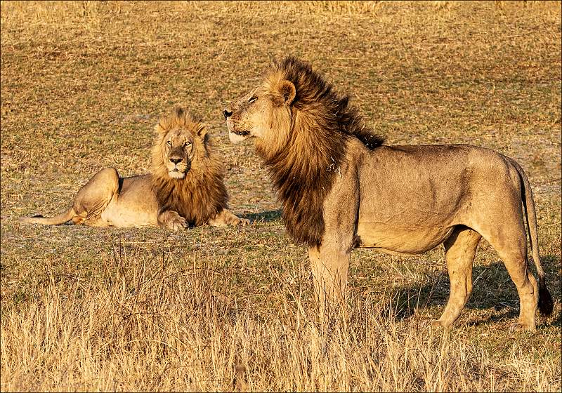 Dominant Males monitoring potential prey_Cheryl Wilkes_Open.jpg - Prints Open