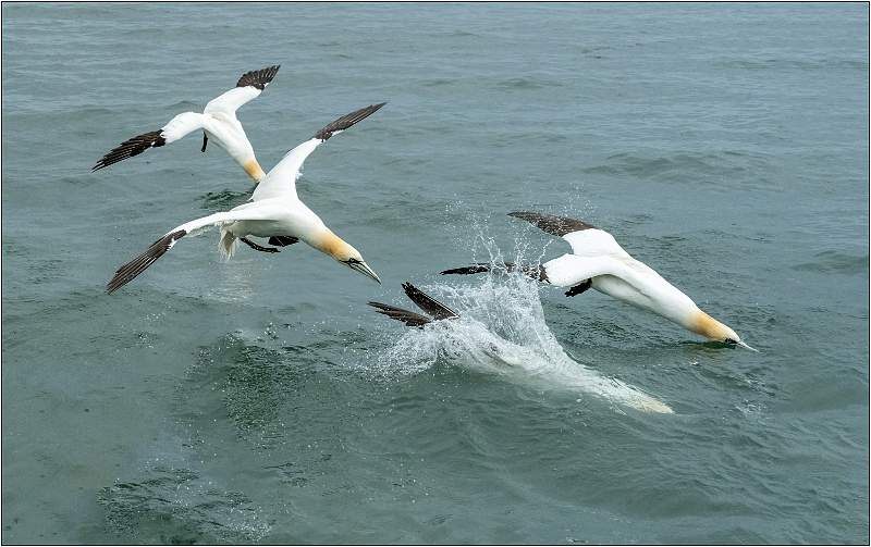 Gannets Diving for the Fish_Matt Clarke_Open.jpg - Gannets Dive For The Fish