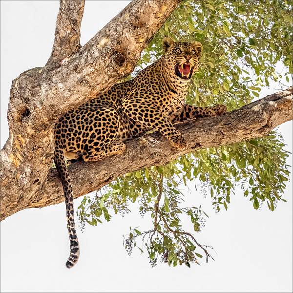 Leopard snarling at raptors approaching its kill_cheryl Wilkes_Open.jpg - Prints Open