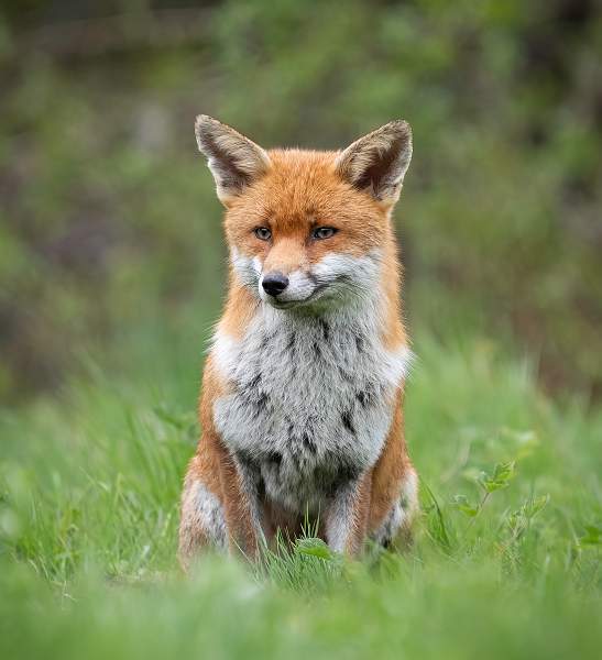 Red Fox_Jamie Bird_Open.jpg