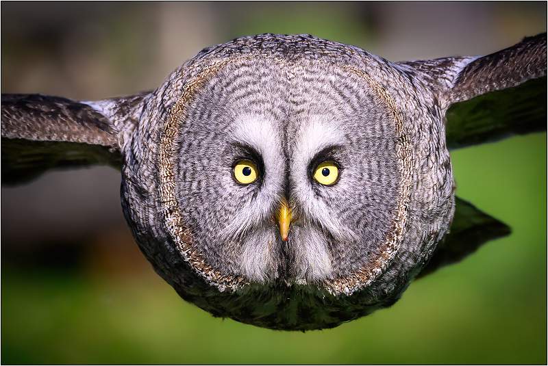 The Great Grey Owl Approaches_Matt Clarke_Open.jpg - Great Grey Owl Approaches