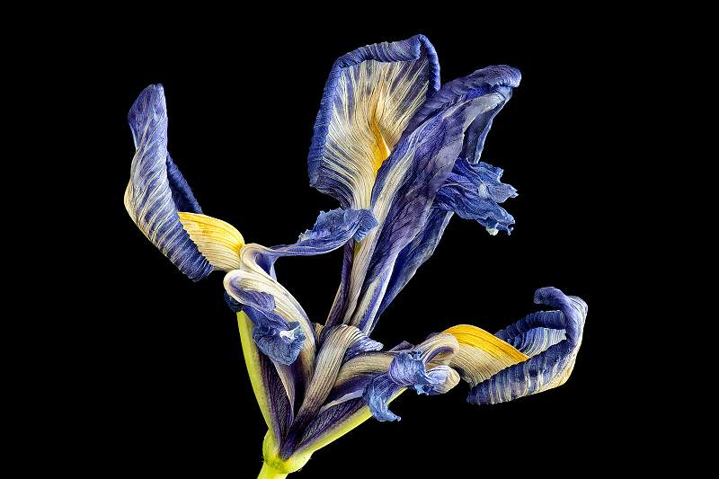 iris in decline_keith lynch_open.jpg - Action Open