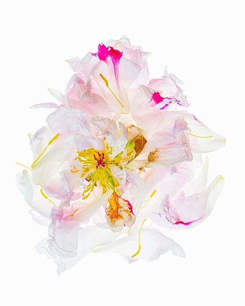 pink peony disassembled_keith lynch_open.jpg - Action Open