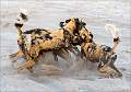 Africal Wild Dogs Fighting_Cheryl Wilkes_Set