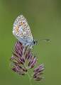 Common Blue_Ian Miller_open