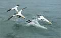 Gannets Diving for the Fish_Matt Clarke_Open