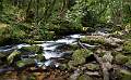 Golitha Falls_Jamie Bird_Open